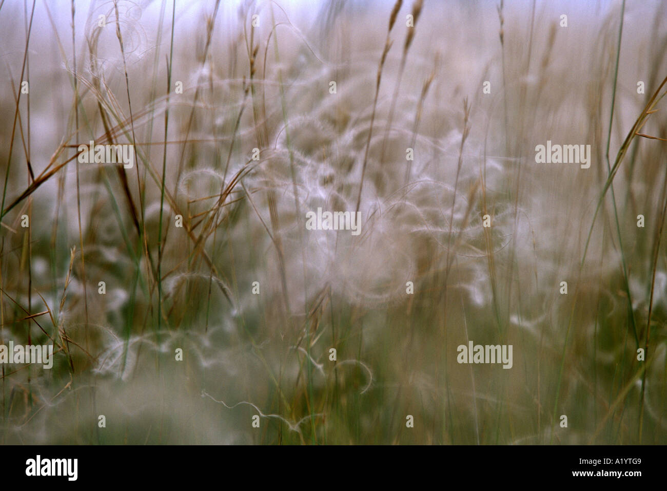 Samen der Federgras (Stipa Pennata), die im Wind wehen. Causse Noir, Aveyron, Frankreich. Stockfoto