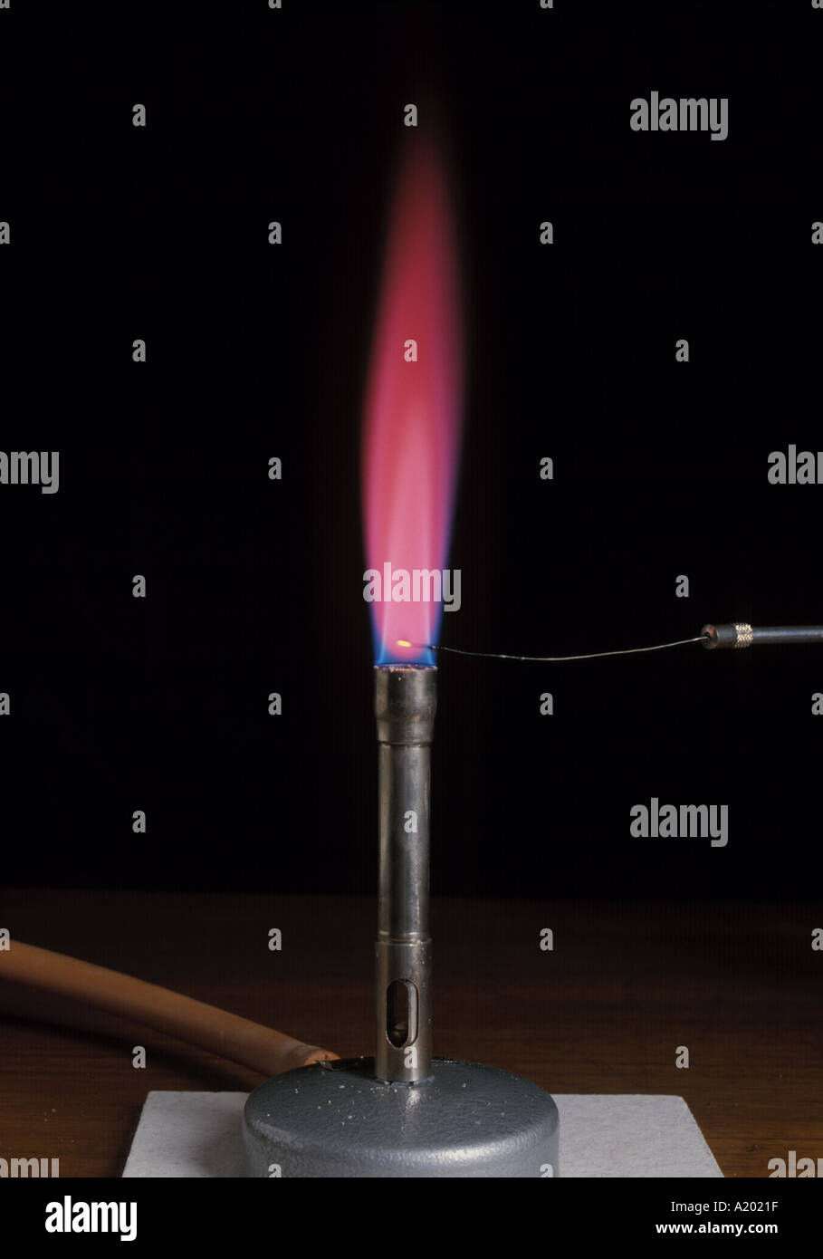 Strontium-Flammentest, der eine leuchtend purpurrote Flamme zeigt und mit einem bunsenbrenner, Platin- und Naphromdraht durchgeführt wird. Isoliert auf Schwarz. Stockfoto