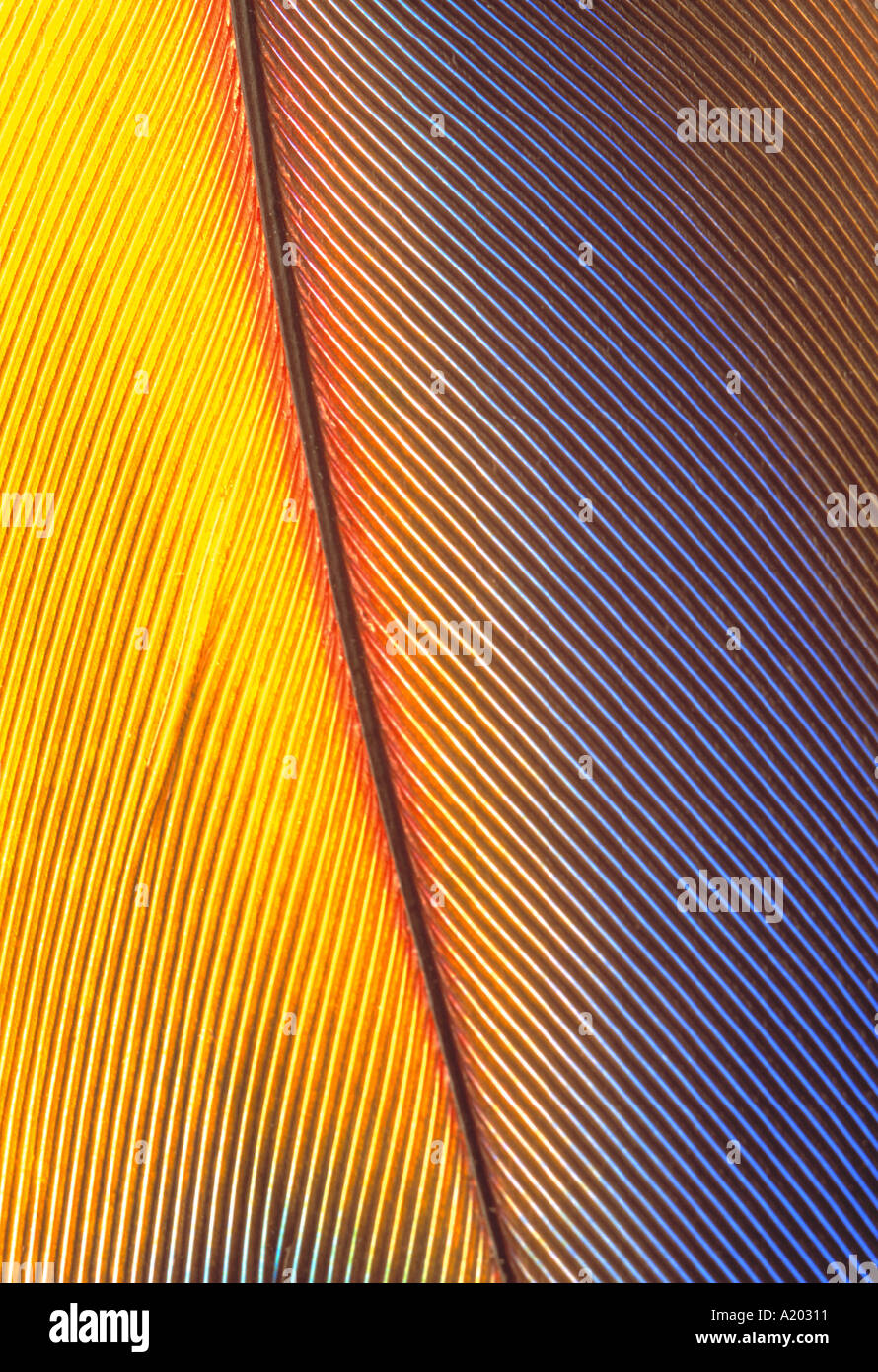 Nahaufnahme der Feder Stockfoto