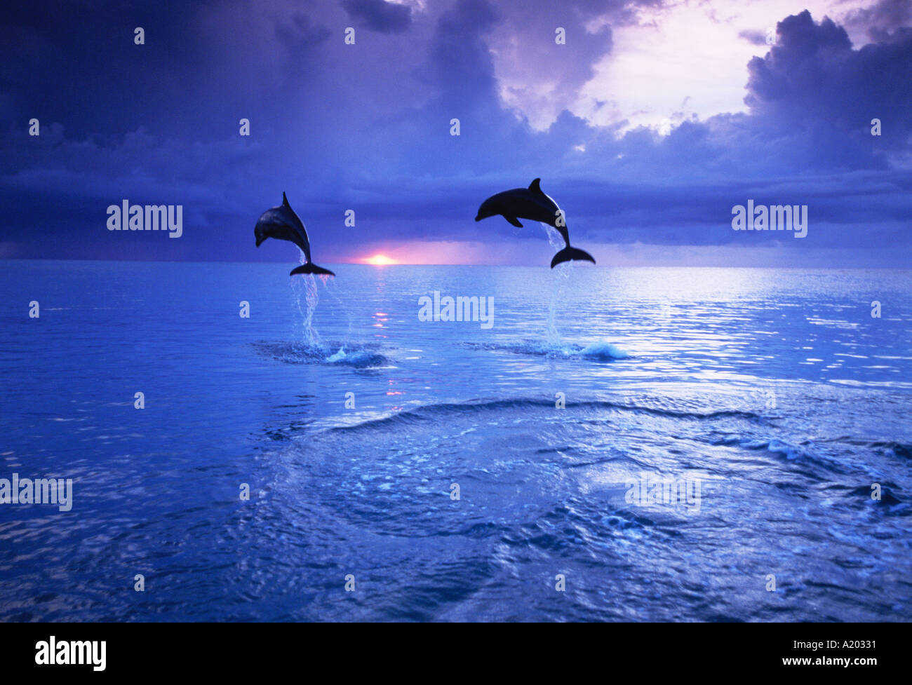 Bottlenose Dolphin Tursiops Truncatus springen bei Sonnenuntergang Stockfoto