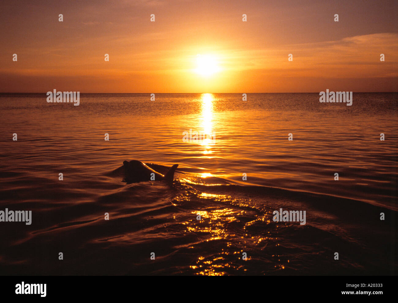 Bottlenose Dolphin Tursiops Truncatus bei Sonnenuntergang Stockfoto