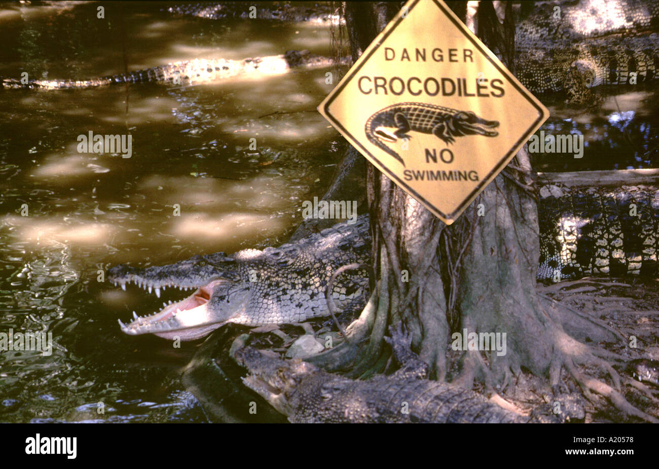 Malaiische Salzwasserkrokodile, Crocodylus porosus, im Jurong Reptile Park, Singapur. Stockfoto