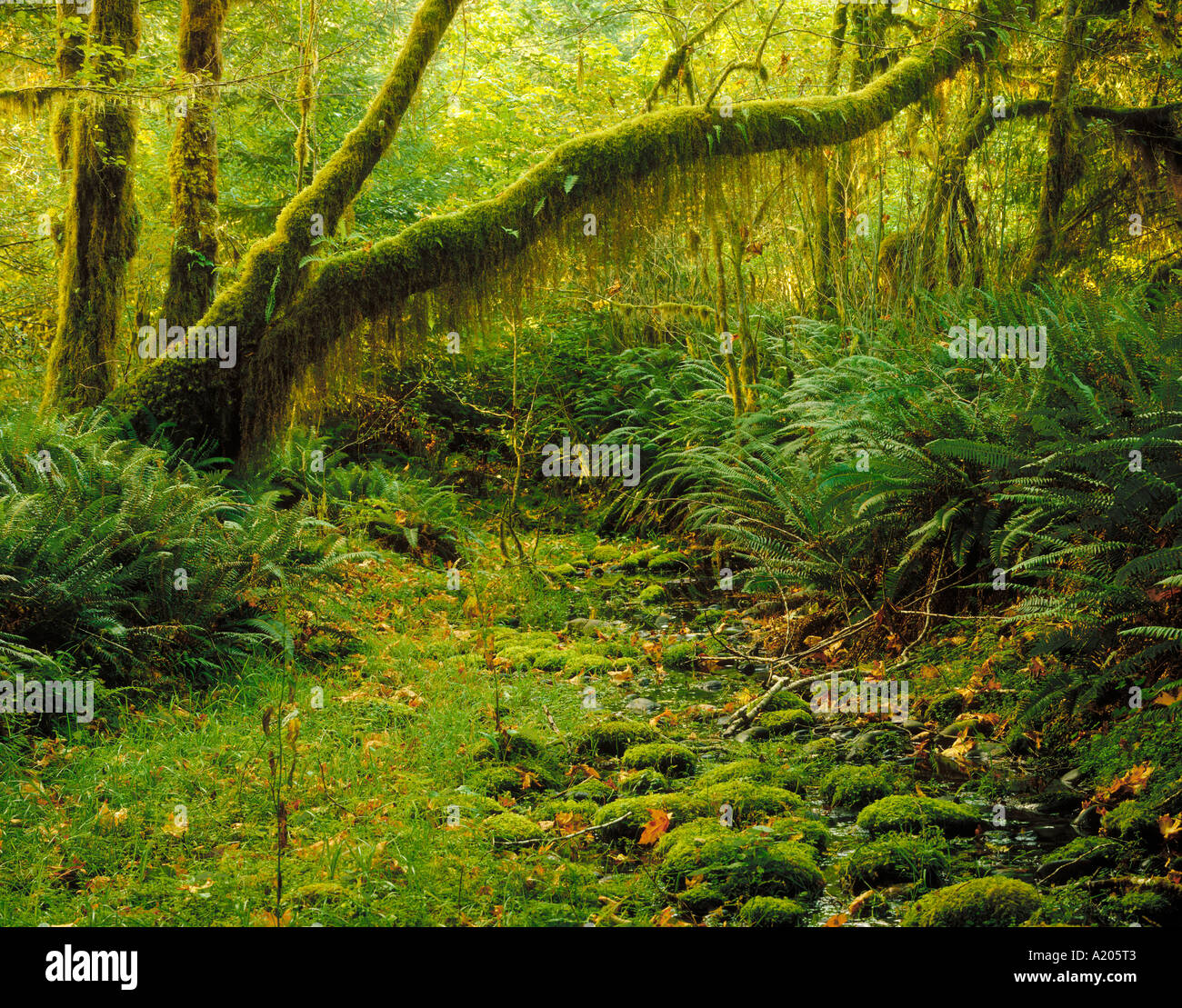 Hoh Regenwald Olympic Nationalpark Washington Stockfoto