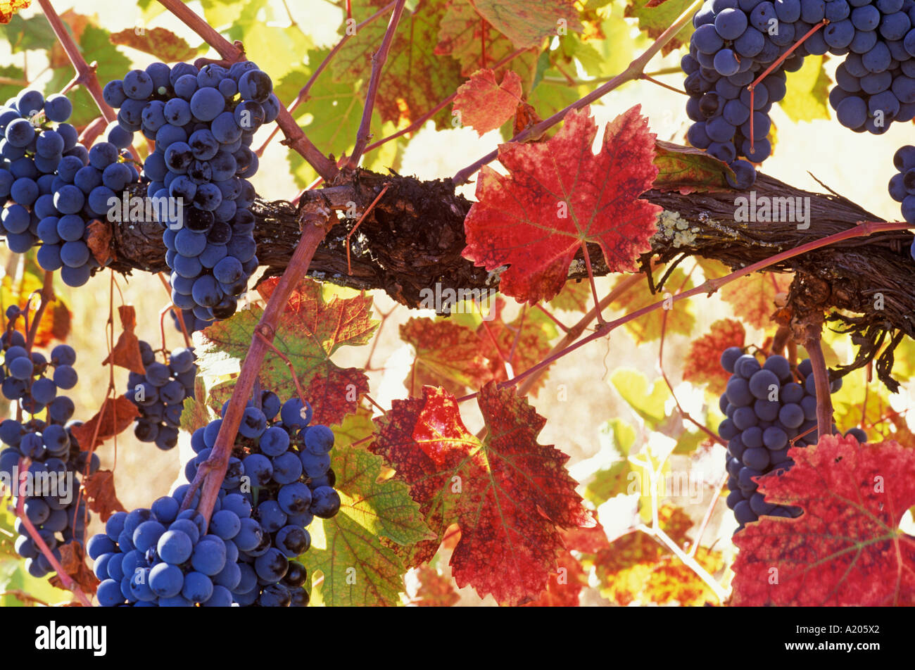Weintrauben reifen im Napa Valley Kalifornien Stockfoto
