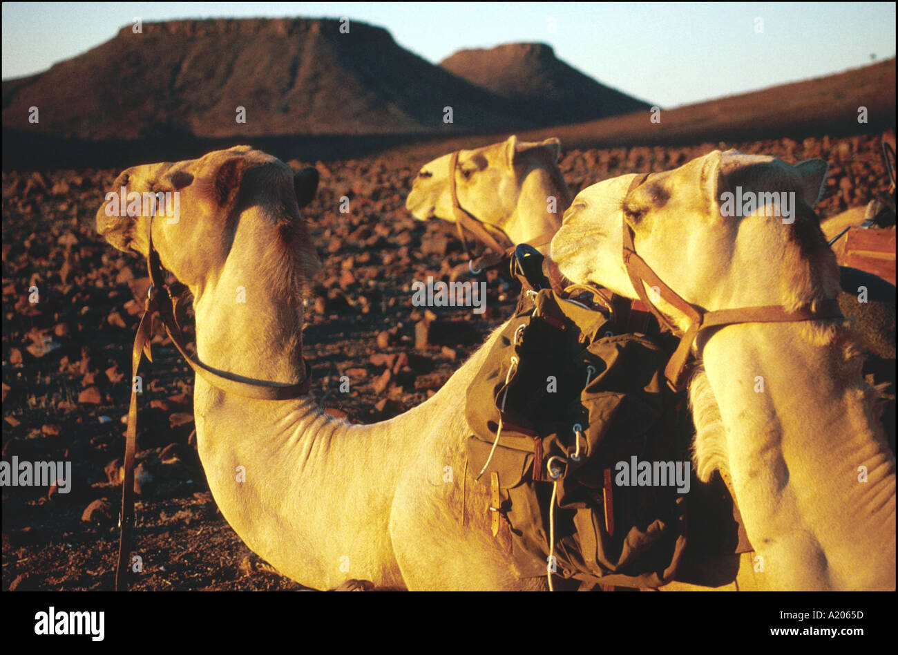 NAMIBIA-Namib-Wüste Stockfoto