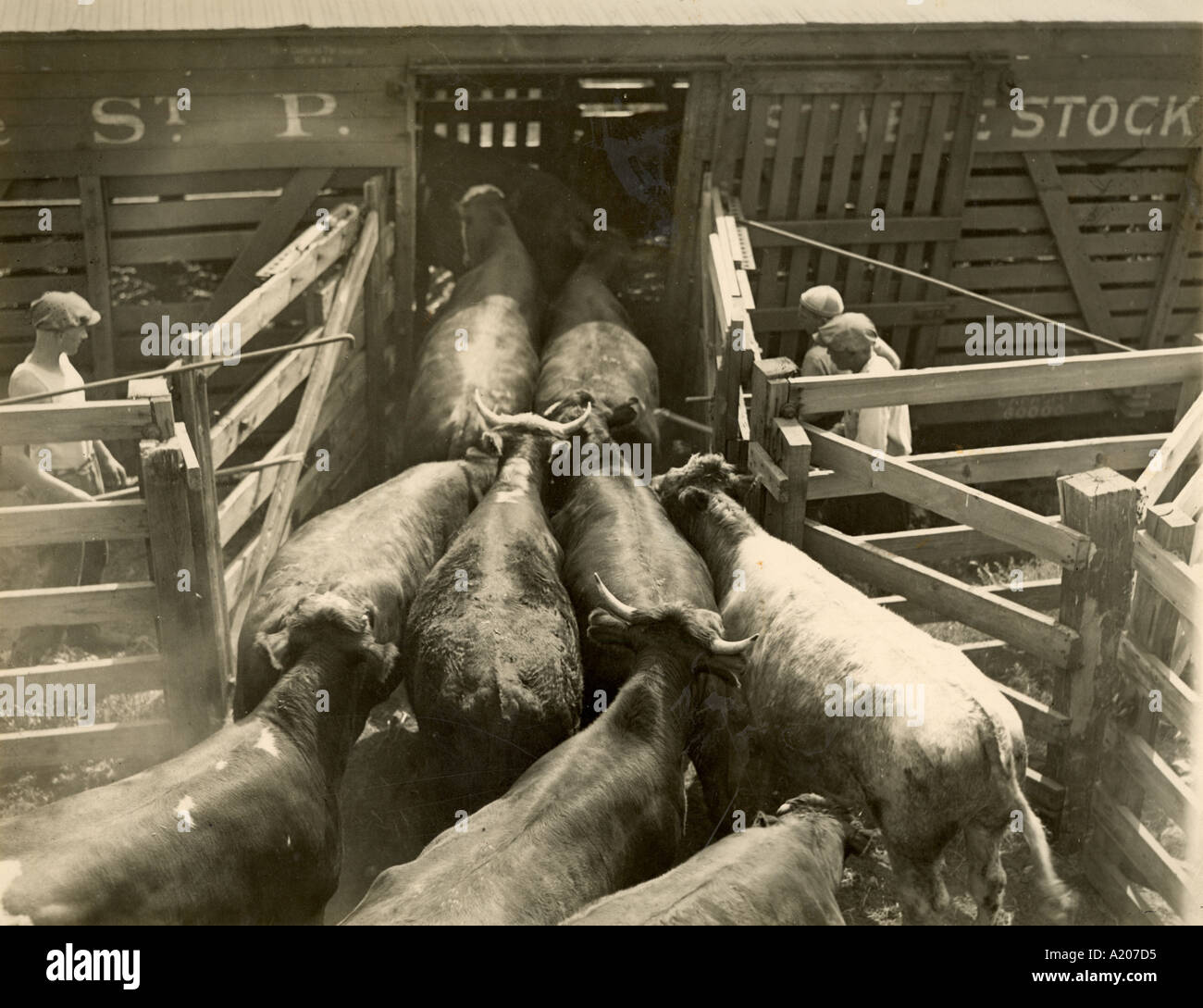 Viehbestand in Pennsylvania System Hof Clarke be- Stockfoto