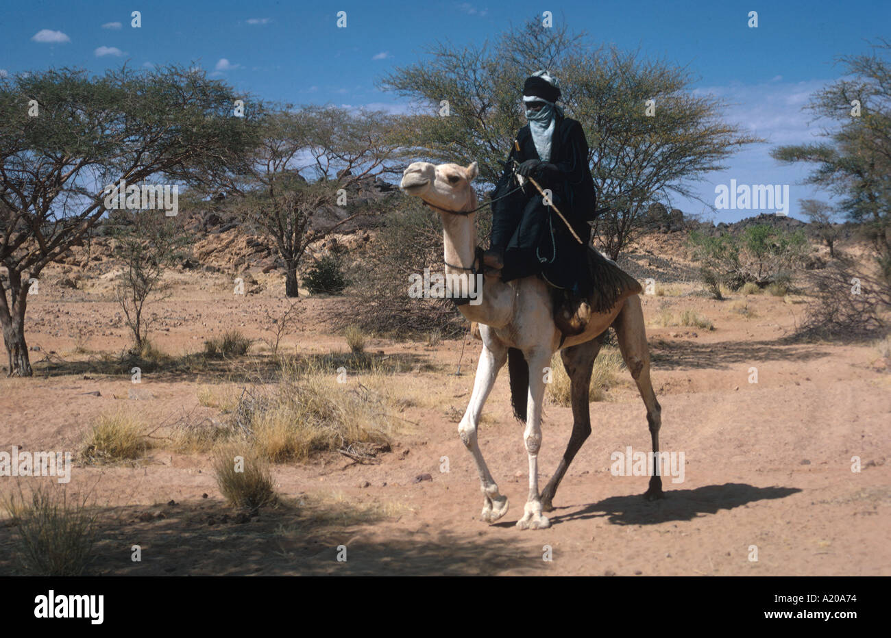 Versuchte Man auf Kamel Aïr Berge Niger Sahara Wüste versuchte Männer sind verschleiert Stockfoto