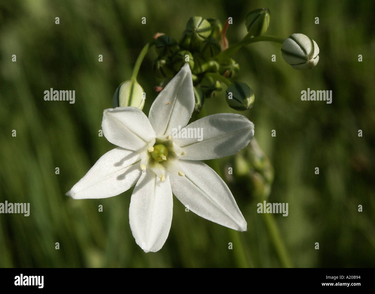 Weiße Hyazinthe Wildblumen Stockfoto