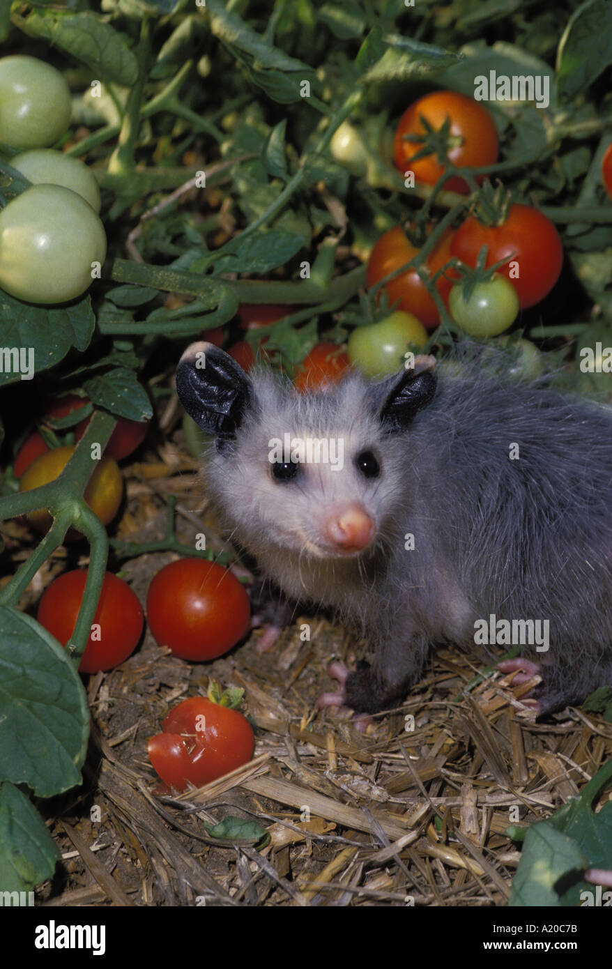 Junge Opossums im Garten