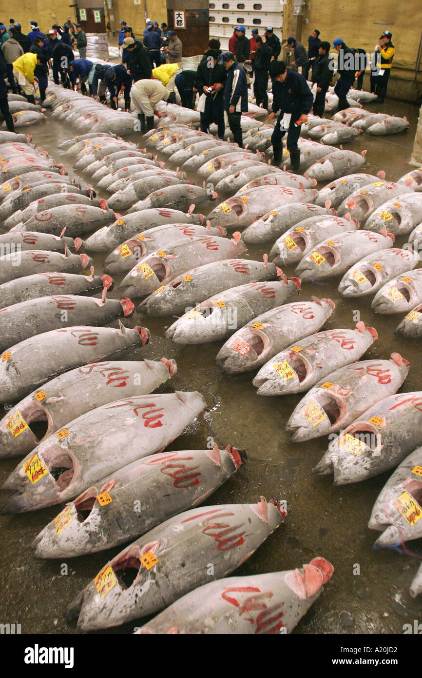 Gefrorenen Thunfisch Lügen warten auf Inspektion und Auktion im Tsukiji Fischmarkt Welten größte tägliche Fischmarkt, Tokyo, Japan Stockfoto