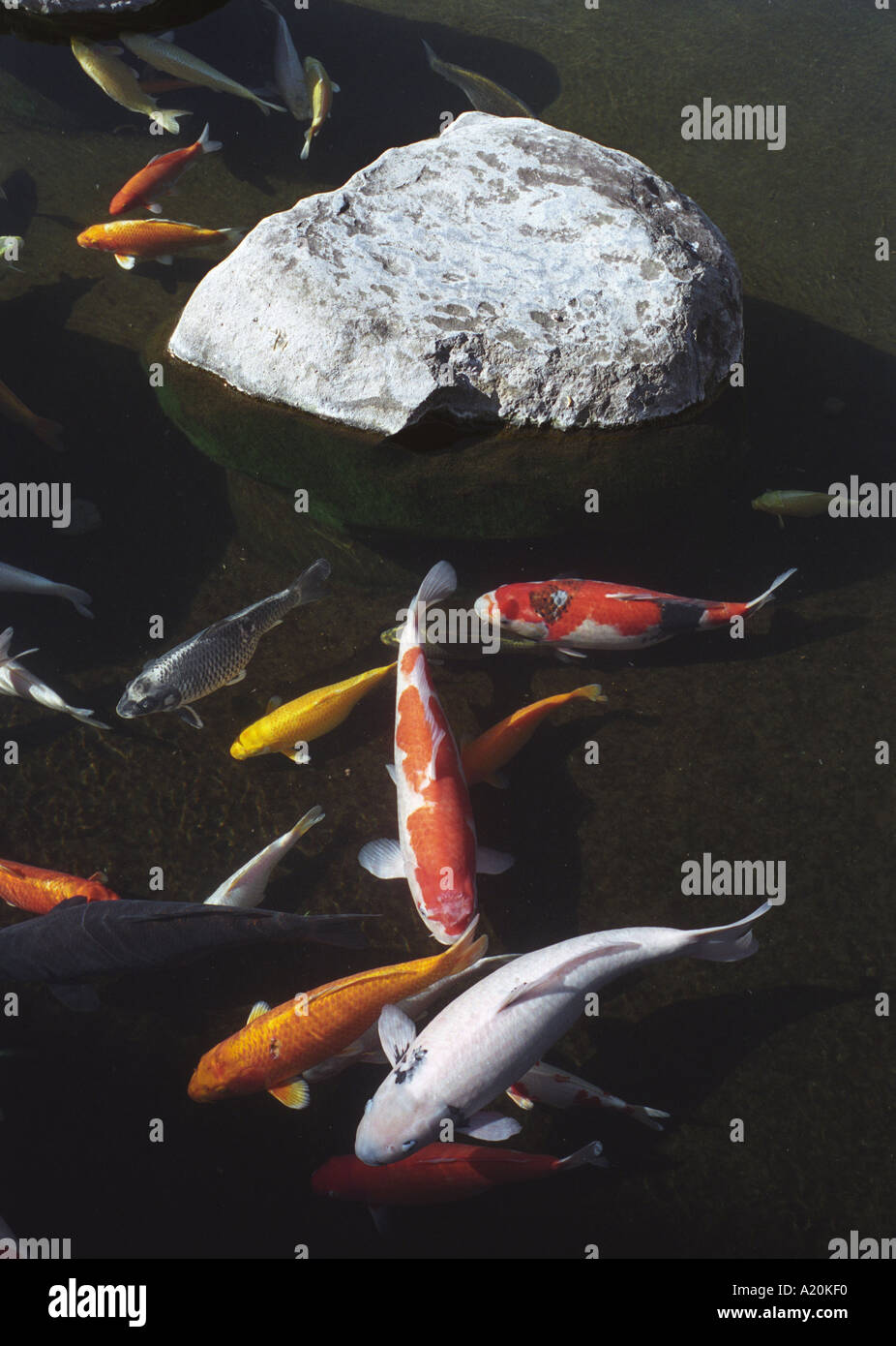 Koi-Karpfen im Gartenteich Glover Haus und Gärten, Nagasaki, Japan Stockfoto