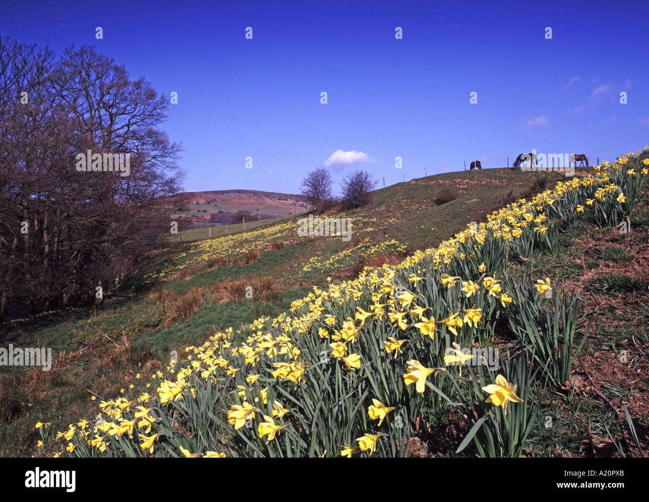 Farndale Nature Reserve North York Moors Yorkshire England Stockfoto