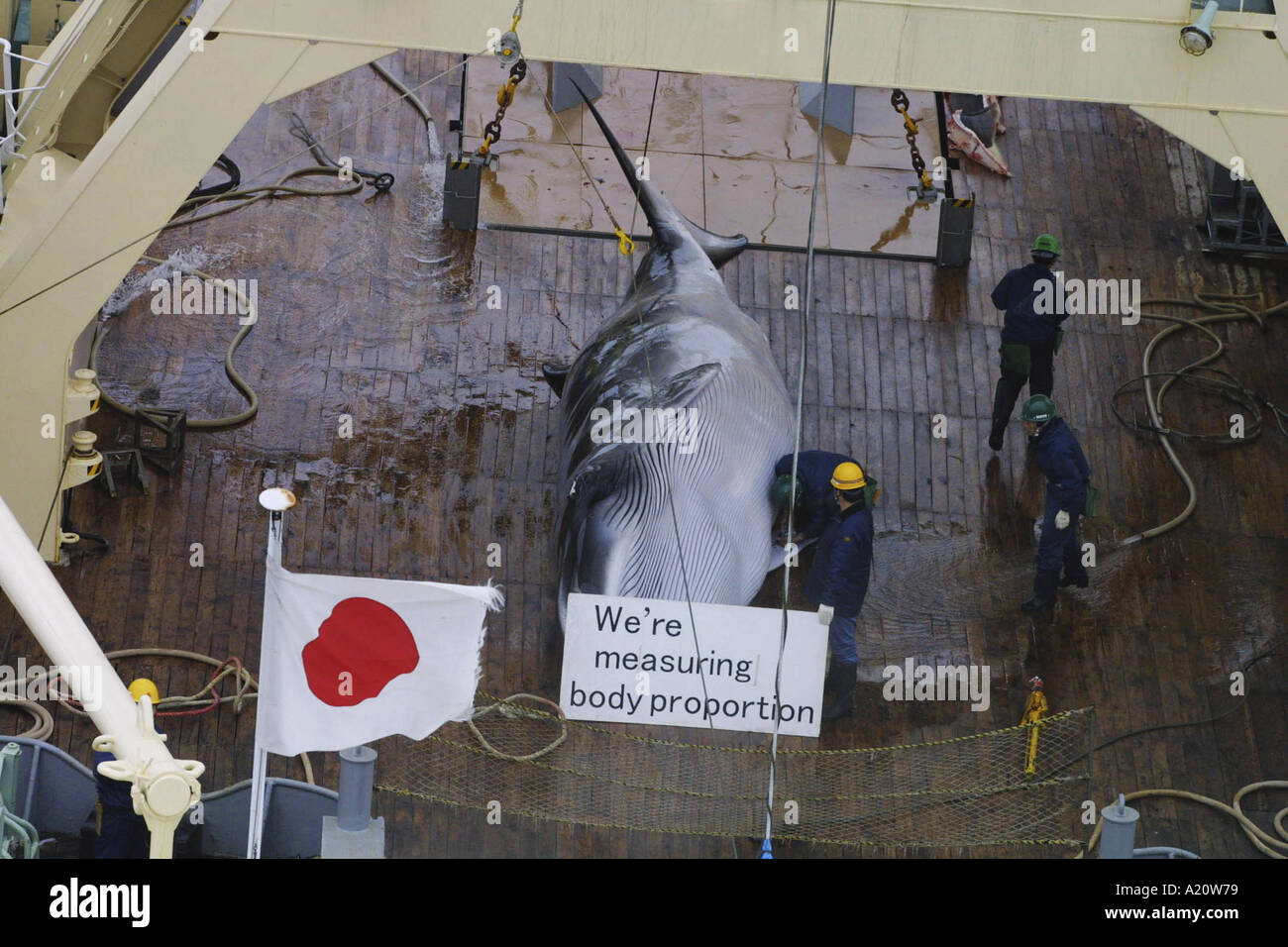 Japanische Walfangflotte tötet antarktischen Minke Wale im Südpolarmeer, Antarktis Stockfoto