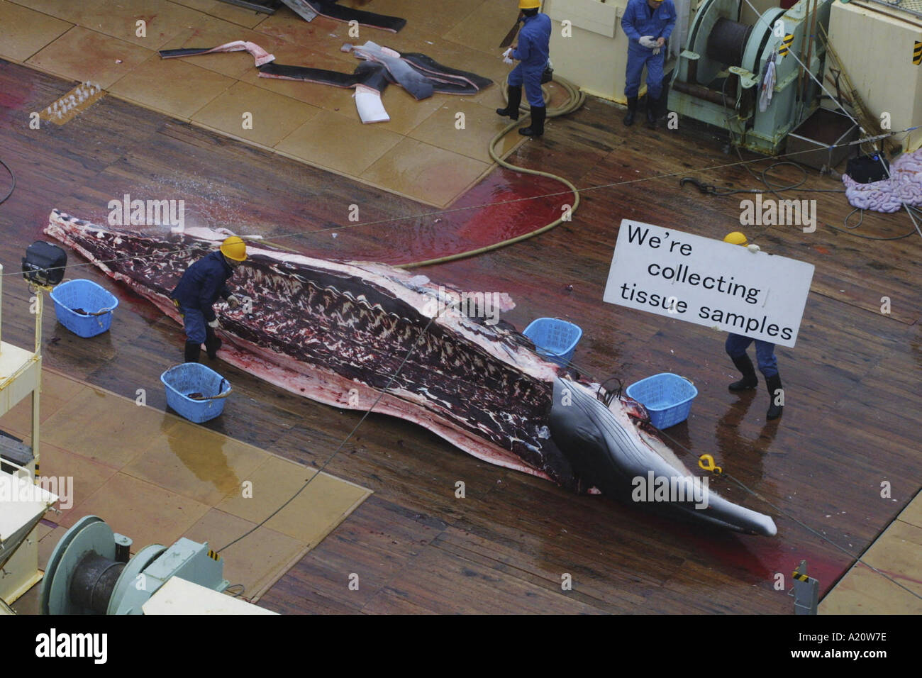 Japanische Walfangflotte tötet antarktischen Minke Wale im Südpolarmeer, Antarktis Stockfoto