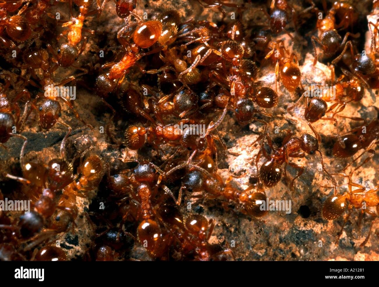 N A unreifen roten Ameisen Stockfoto