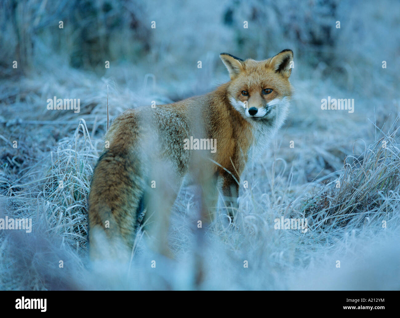 Fuchs im gefrorenen Rasen Stockfoto