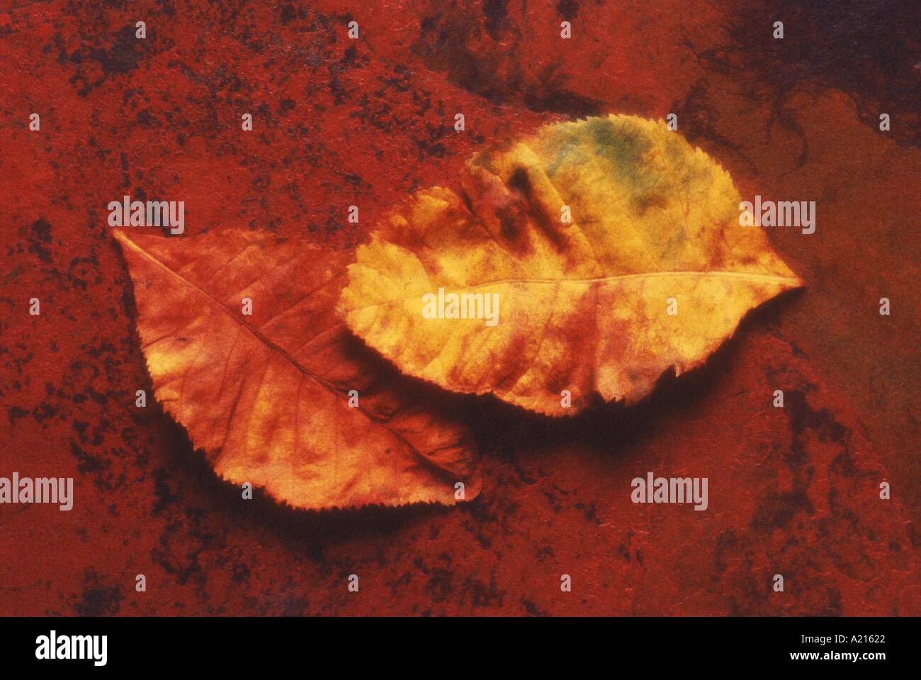 Nahaufnahme von Herbstlaub auf einer Tafel L Frost Stockfoto