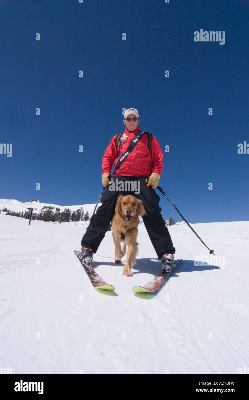 Eine Lawine Rettungshund laufen zwischen den Beinen des Ski Patroller Skifahren in Squaw Valley in Kalifornien Stockfoto