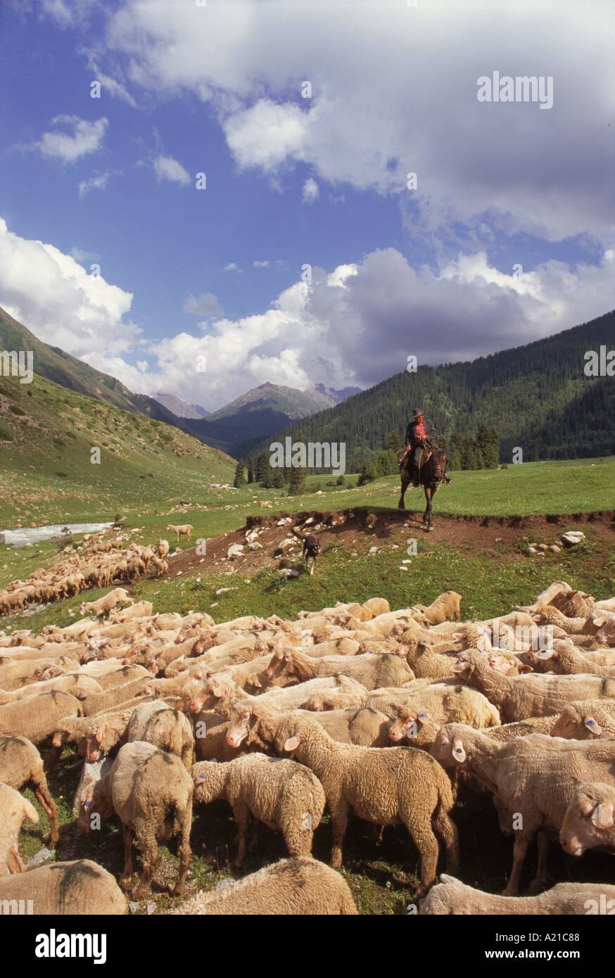 Hirte auf Pferd mit einem Hund und Herde von Schafen Post Dzhety Oguz in der Nähe von Kara Kol in Kirgisistan Zentralasien J Strachan Stockfoto