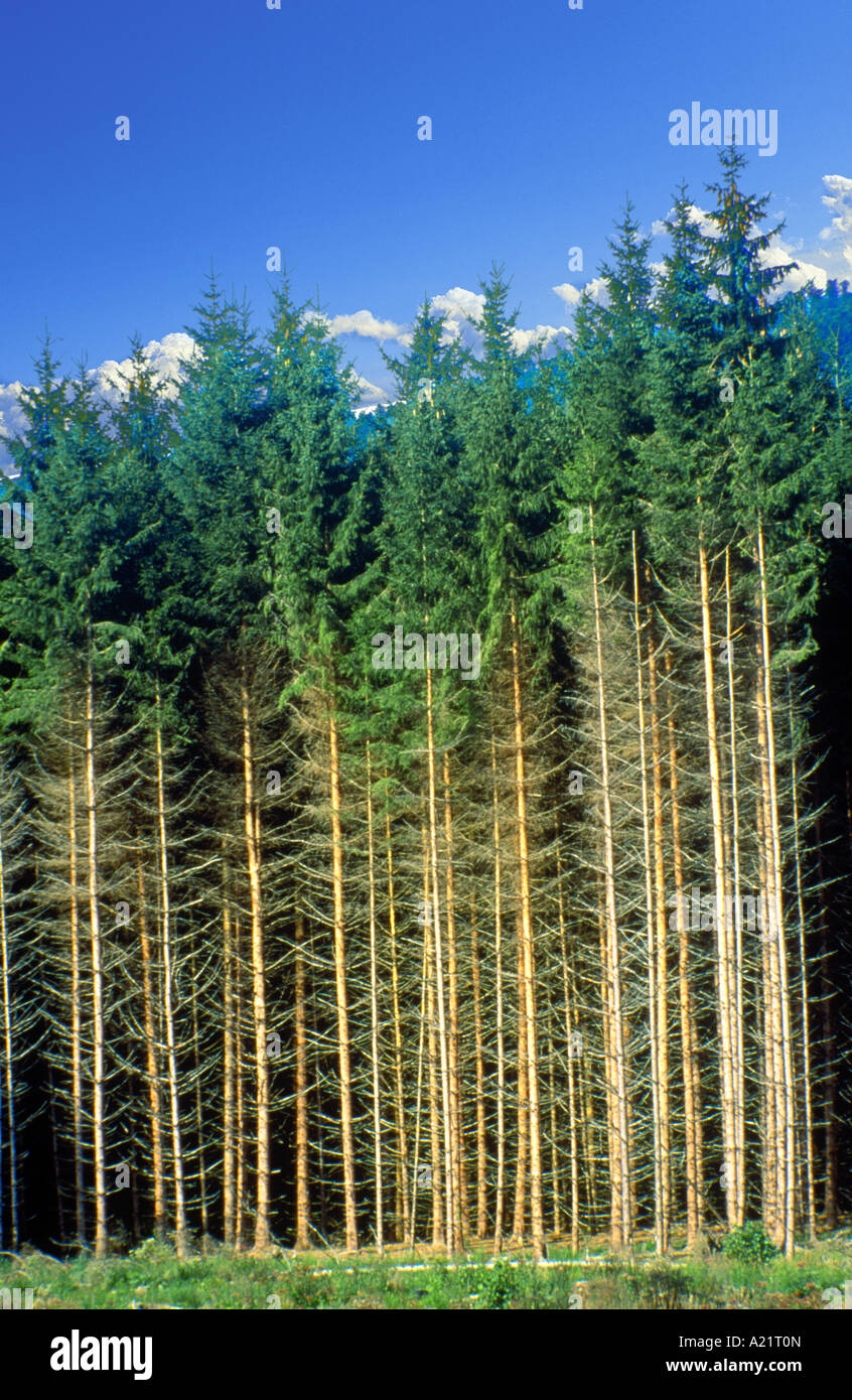 kranke Bäume im Denon Wald-Vogesen-Frankreich Stockfoto