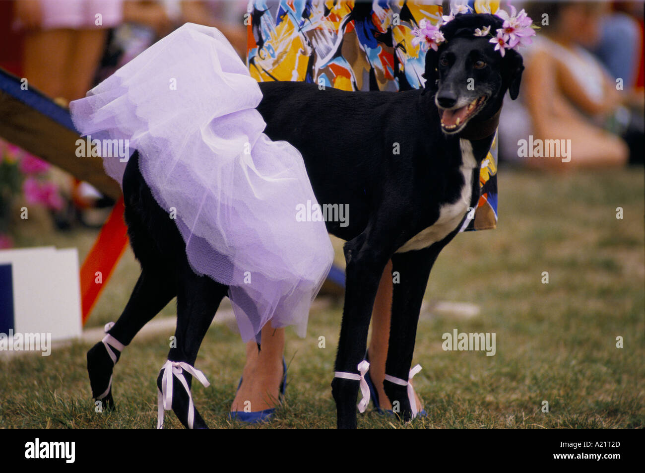 Ein Hund trägt ein Kleid auf Scruffts Hundeausstellung, lächerlich, Cruffts Stockfoto