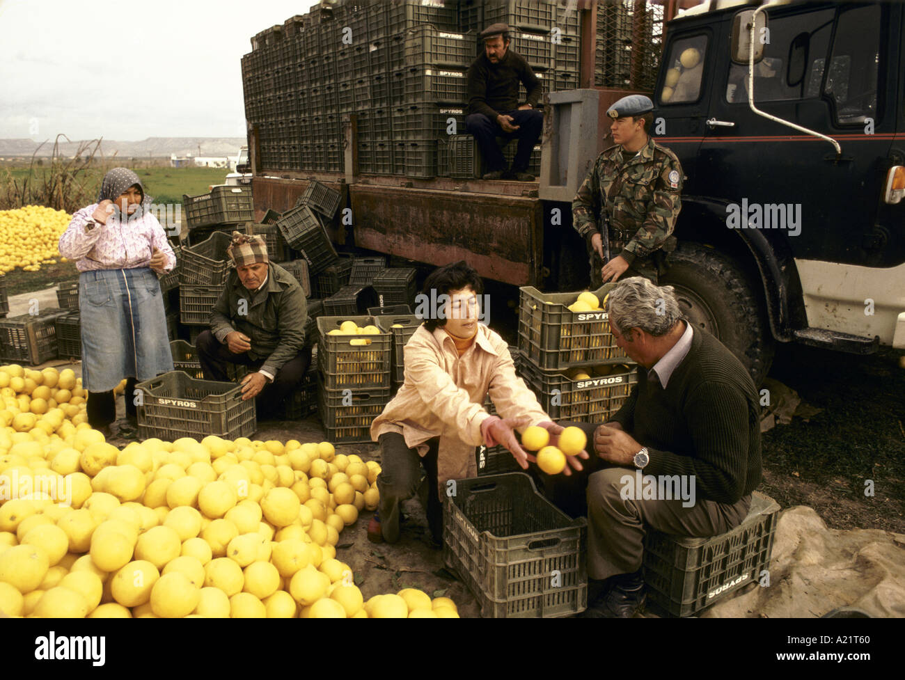Landarbeiter Grapefruits in Kisten packen, auf Lastwagen, bewacht von bewaffneten UN-Truppen zu laden. Grüne Linie, Zypern. Stockfoto