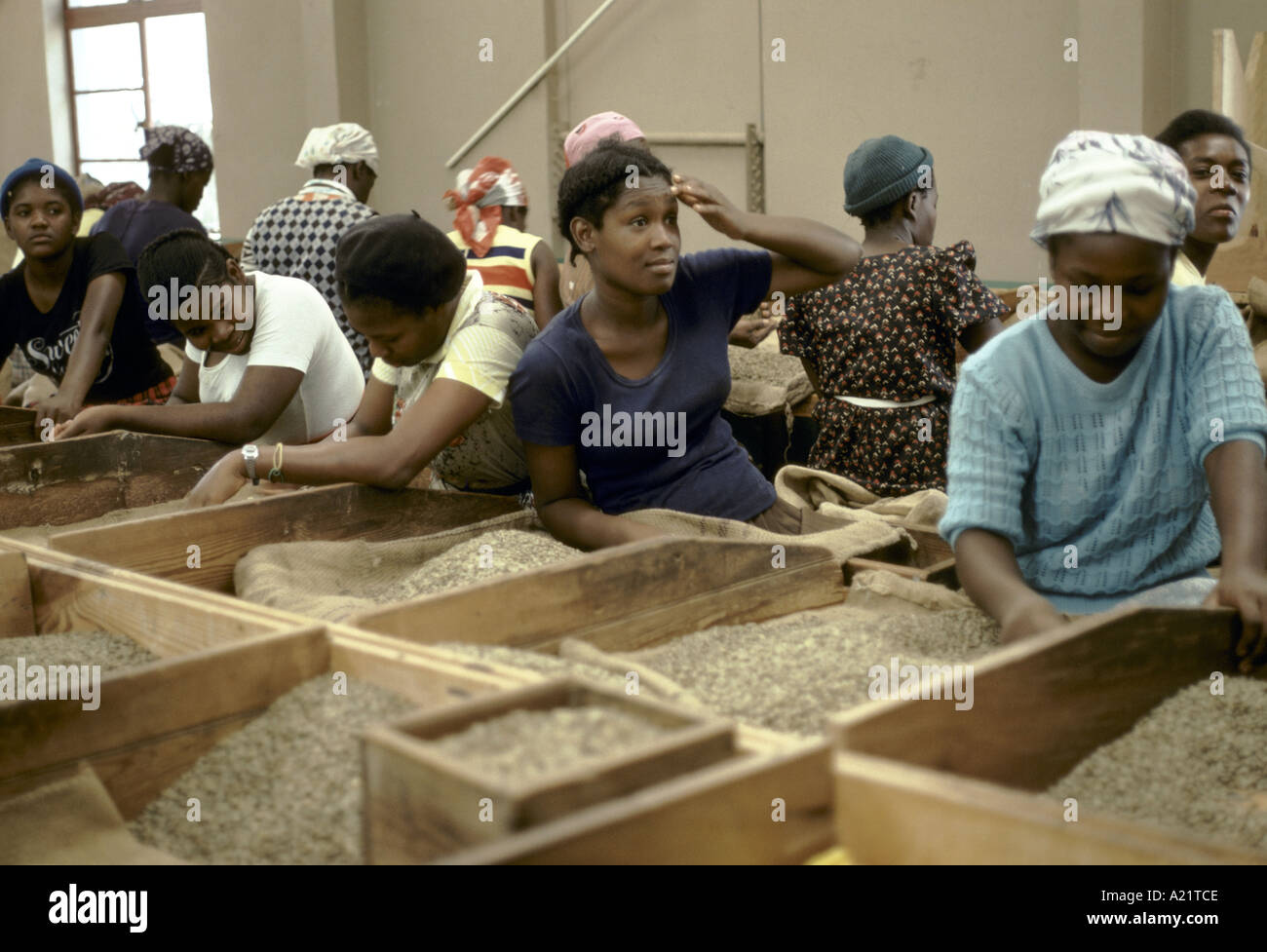Lokale Arbeiter Verschneidung Kaffeebohnen, Blue Mountains in Jamaika, West Indies Stockfoto