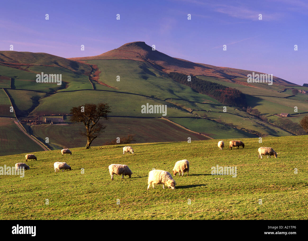Schafe unter Shutlingsloe, East Cheshire, Peak District National Park, England, Vereinigtes Königreich Stockfoto