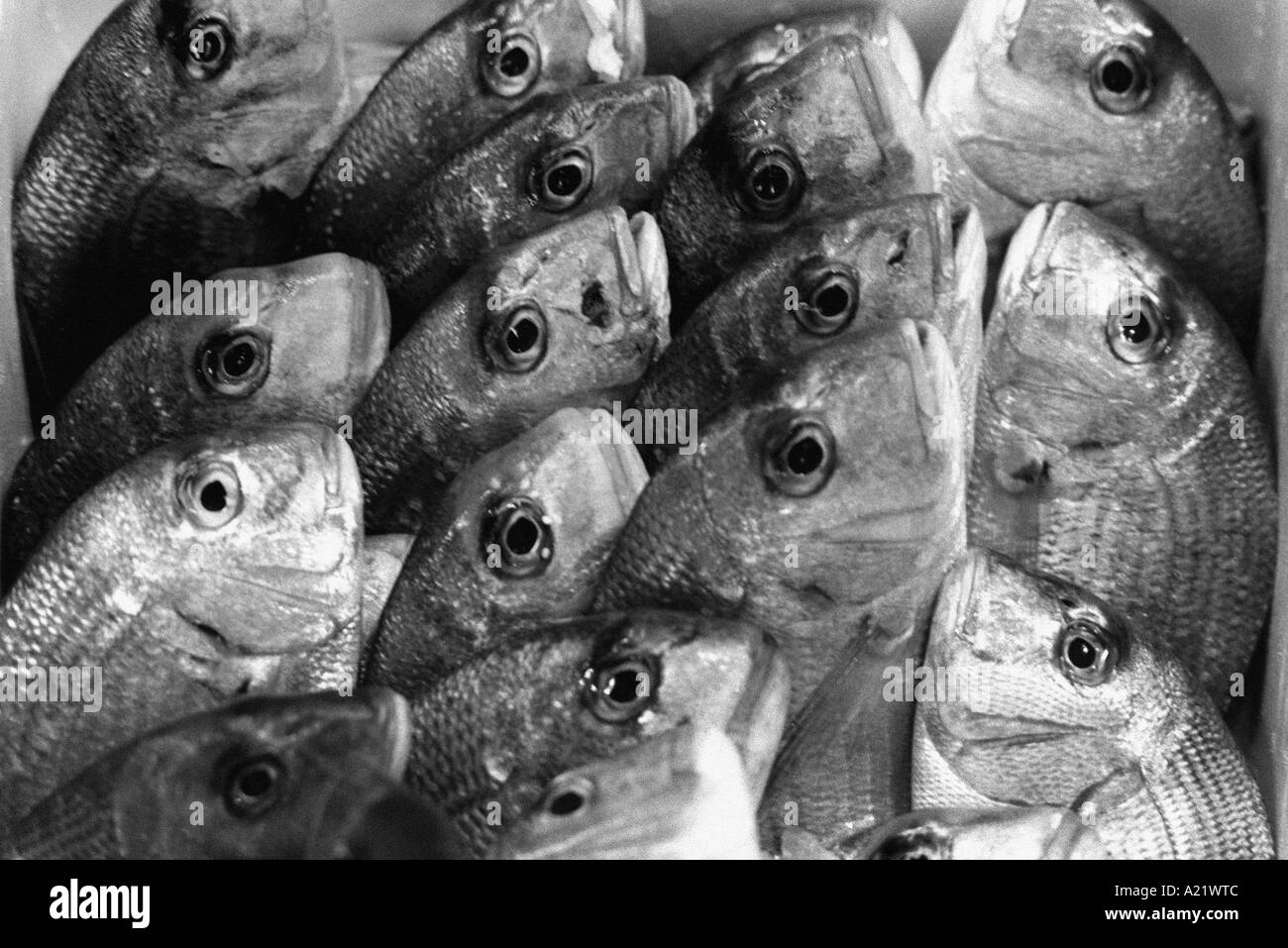 Red Snapper Frischfisch auf Billingsgate Market London Stockfoto