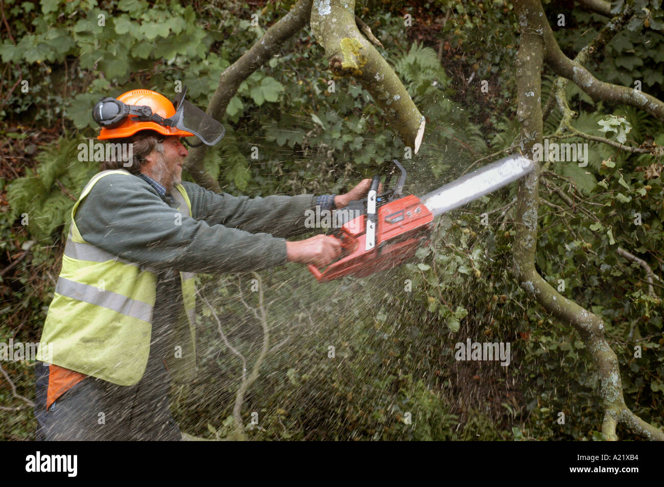 Ein Baumpfleger arbeitet auf einen umgestürzten Baum Stockfoto