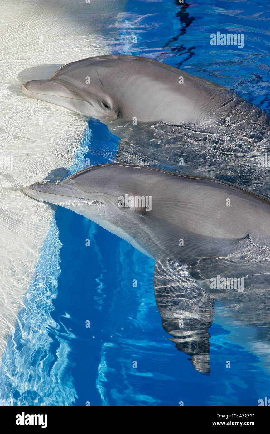 Siegfried Roy s Secret Garden Dolphin Habitat Las Vegas Nevada Stockfoto