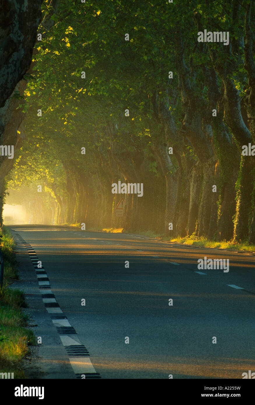 shafts of morning sunlight shining down an avenue of trees near St Remy de Provence Provence France Stockfoto