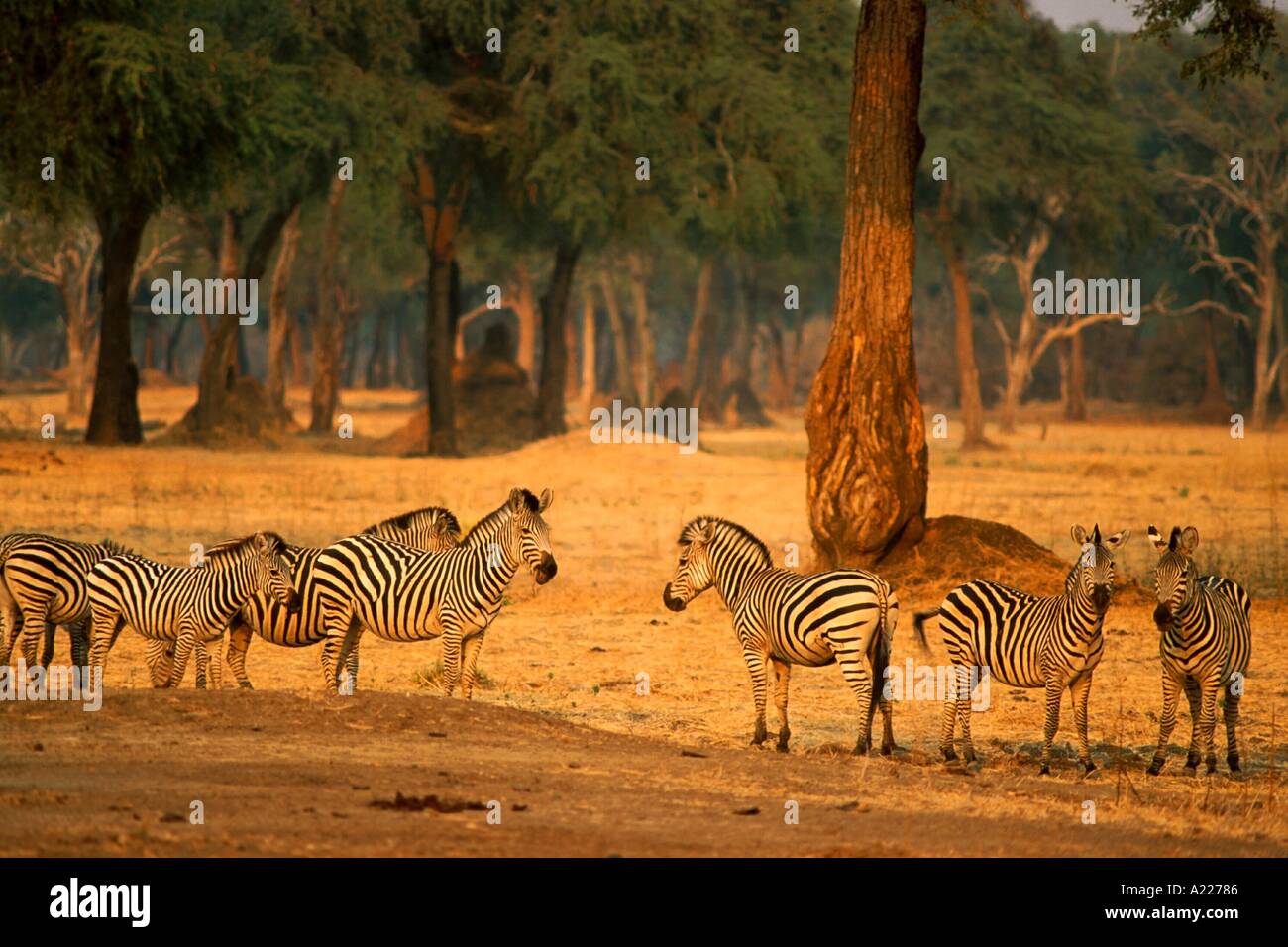 Herde Zebras Simbabwe Afrika Raleigh International Stockfoto