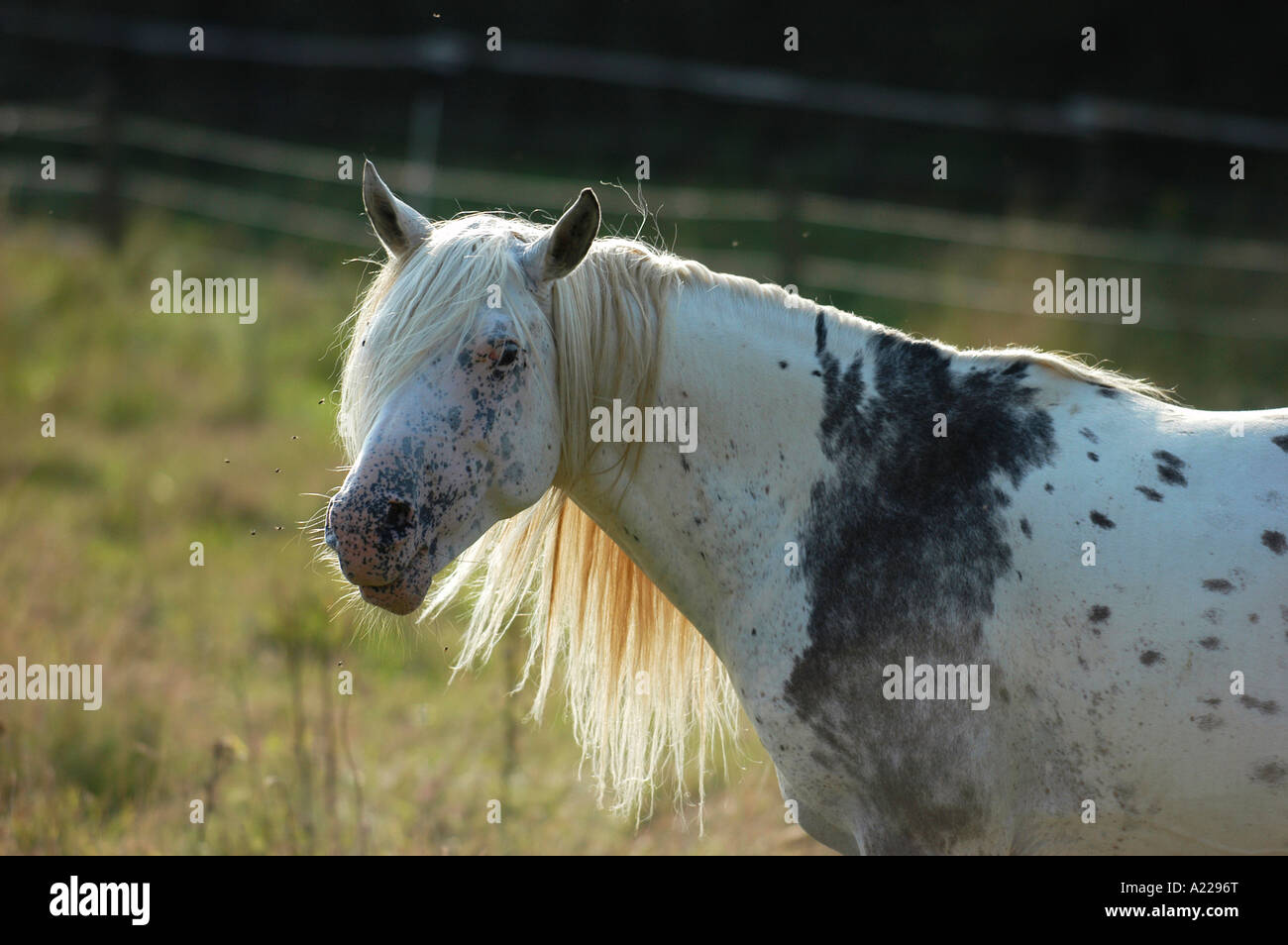 Appaloosa-X Vollblutaraber Rasse Pferd gemischt Stockfoto