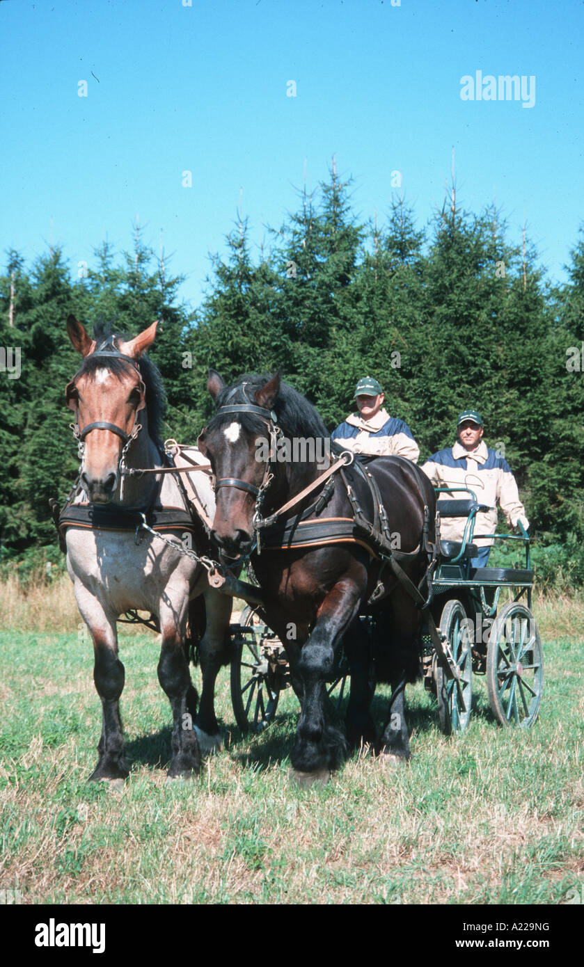 Ardenner Vollblutaraber Mischling Partbreed der Ardenner arabischen Pferd Arattel Stockfoto