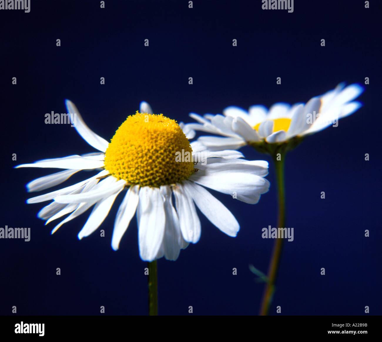 Gänseblümchen K Collins Stockfoto