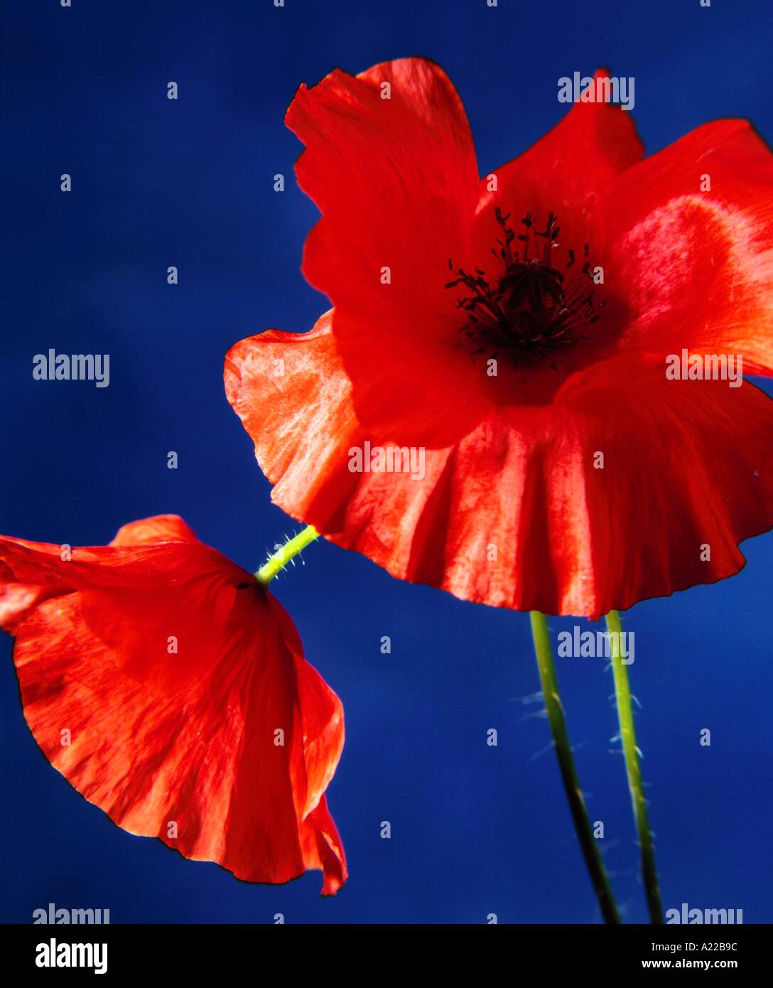 Mohn K Collins Stockfoto