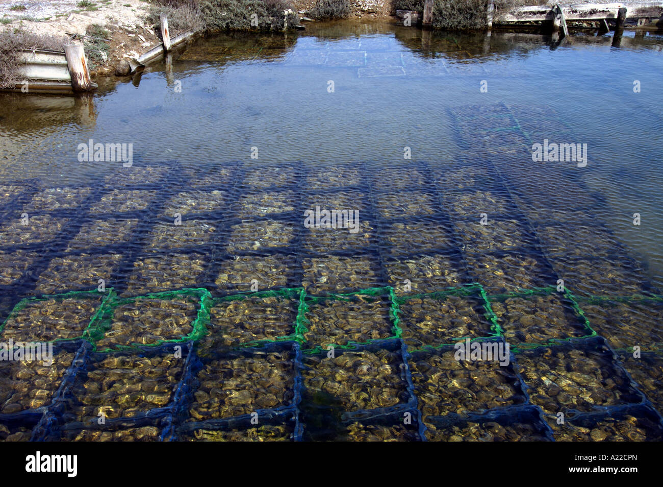 Austern in Körben - Wasser Stockfoto