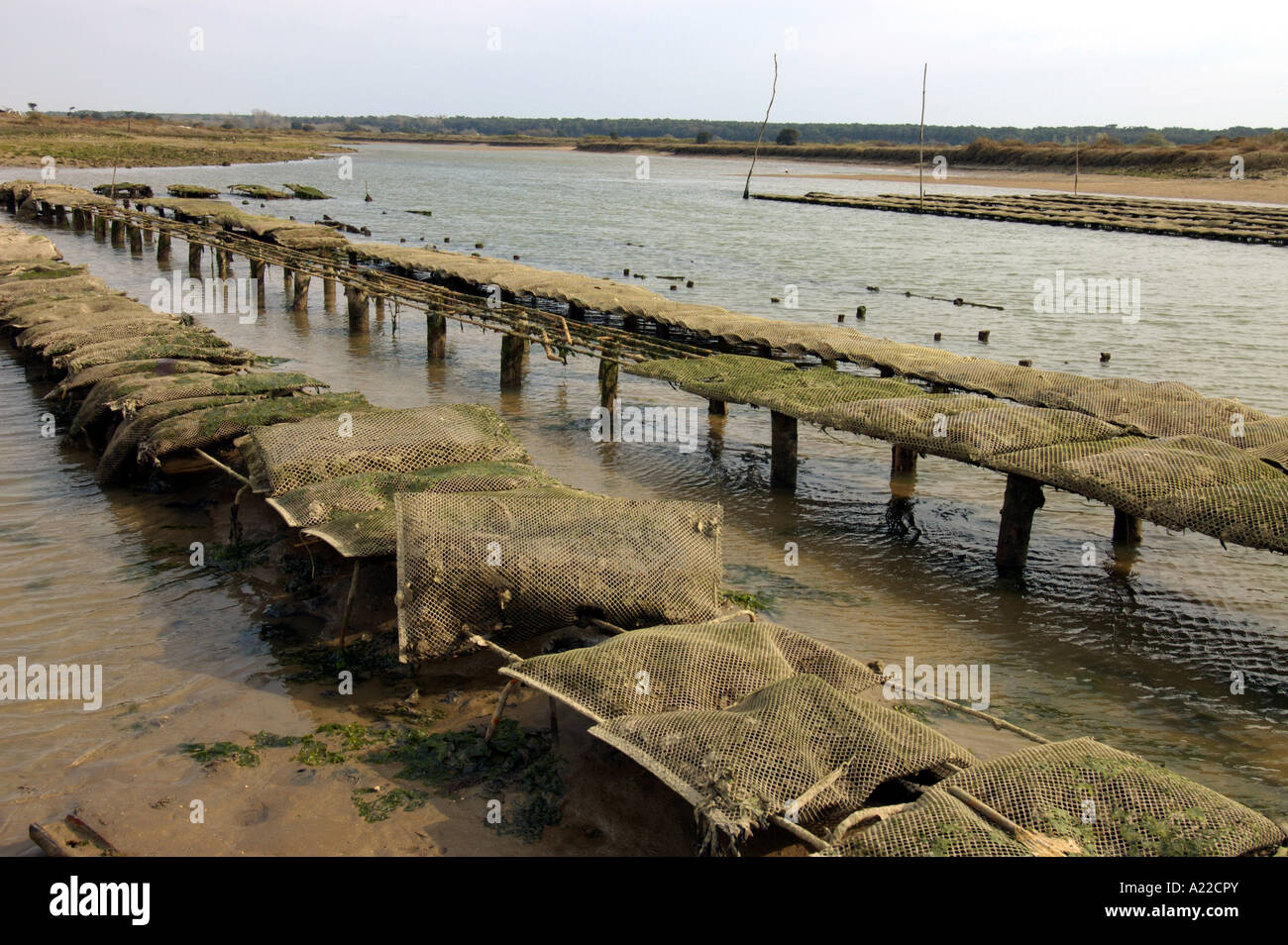 Oyster Kultur Stockfoto