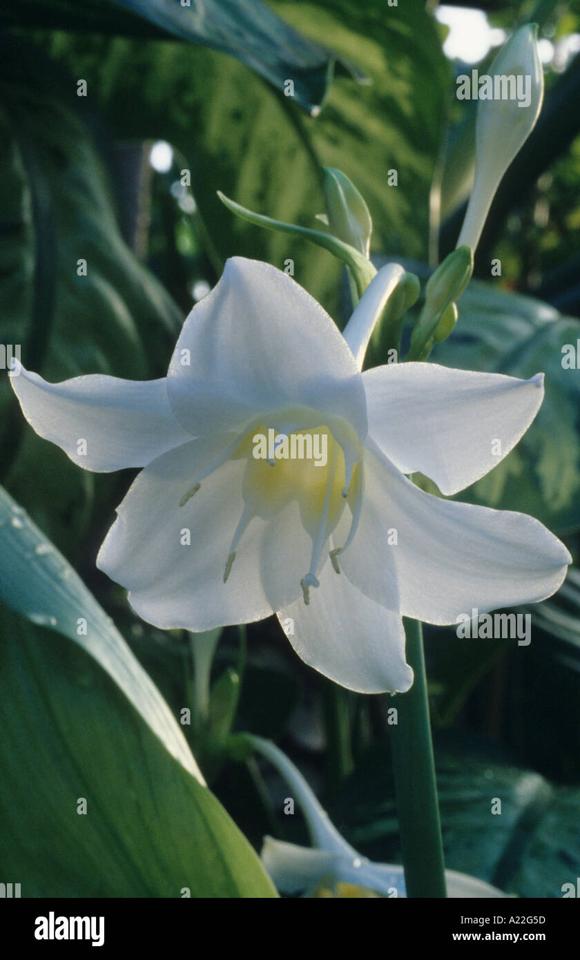 weiße Lilie Stockfoto
