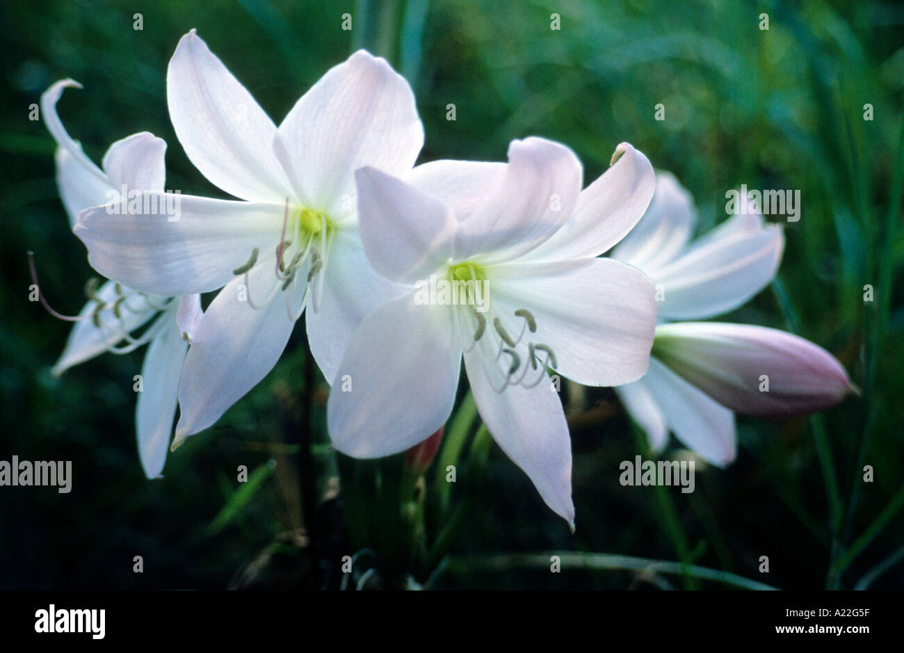 weiße Lilie Stockfoto