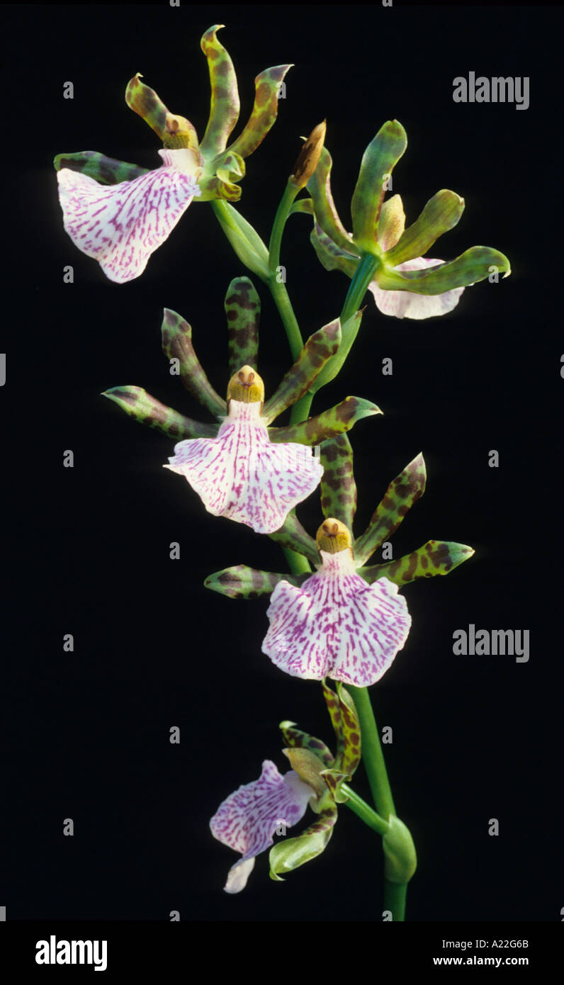 Orchidee weiß Terrestial epiphytisch orchidaceae Stockfoto