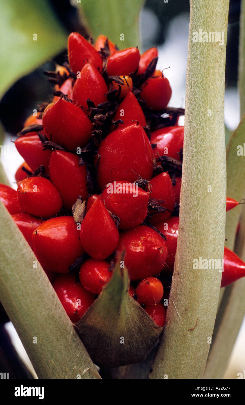 rote Samen Obst Stockfoto