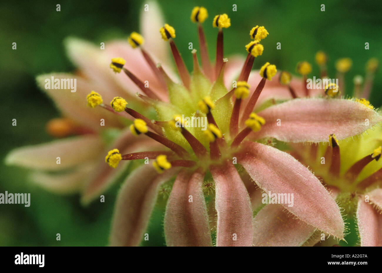 Sedum Stockfoto