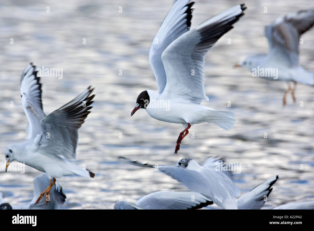Schwarz Spitze Möve Larus Ridibundus im Flug nach Nahrung norfolk Stockfoto