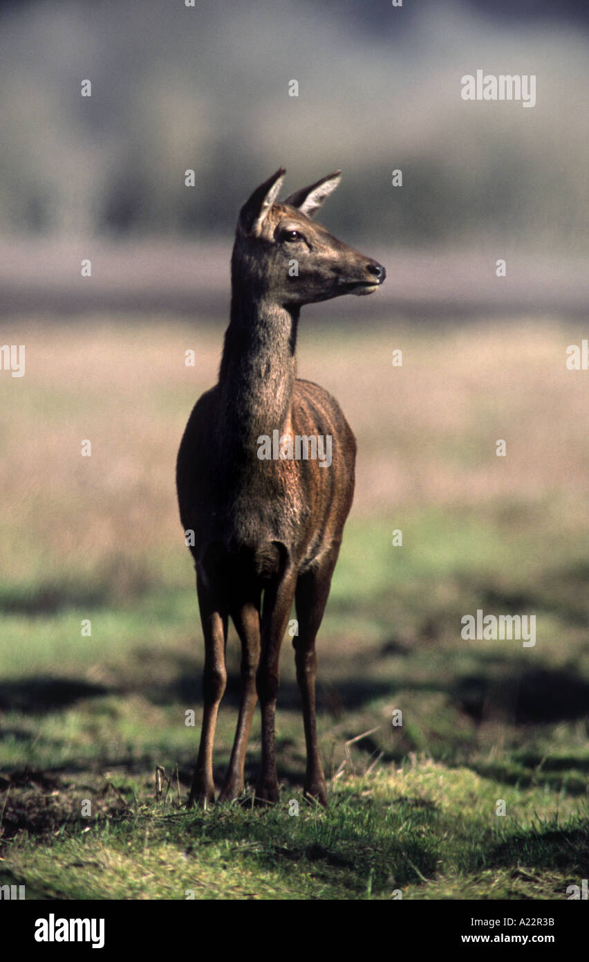 ein weibliches Rotwild auf Norfolk Ackerland Stockfoto