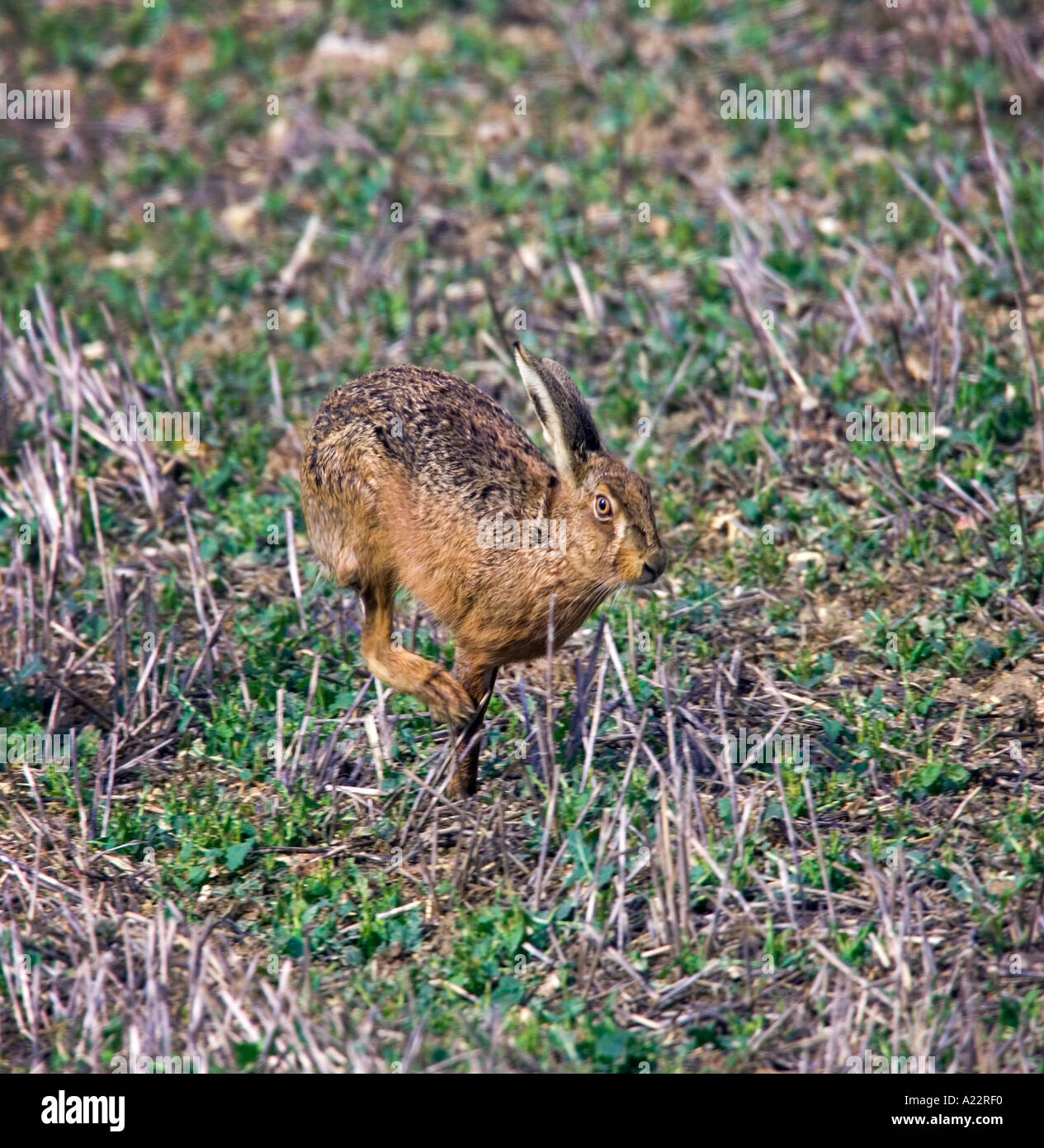 Brauner Hase Lepus Europaeus quer über Stoppeln Therfield hertfordshire Stockfoto