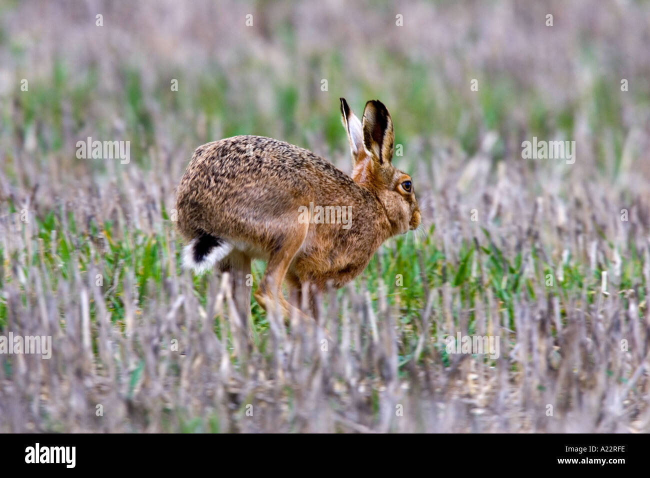 Brauner Hase Lepus Europaeus quer über Stoppeln Feld Therfield hertfordshire Stockfoto