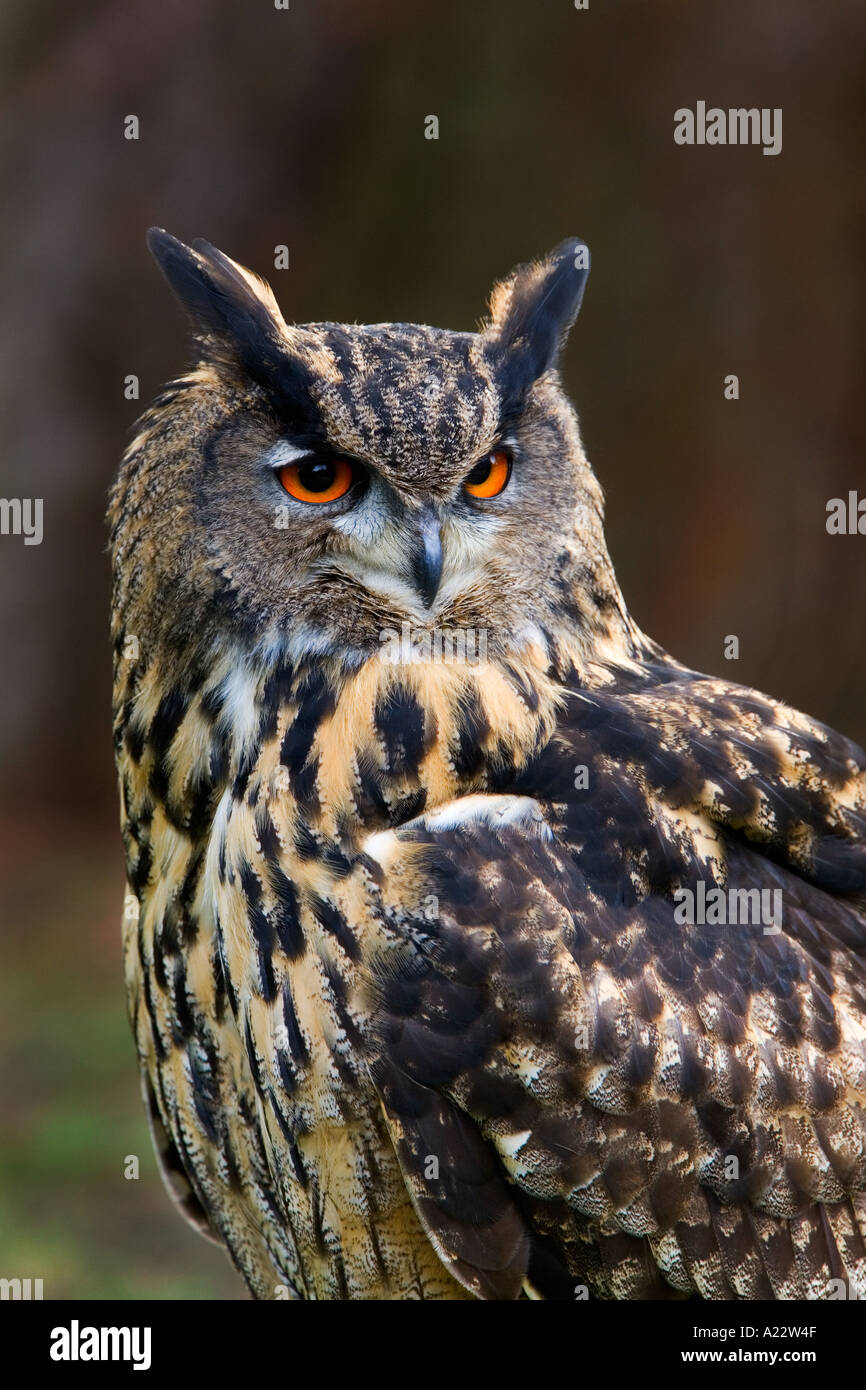 Eurasische Adler-Eule Bubo Bubo stehende Suche alert alt Warden bedfordshire Stockfoto