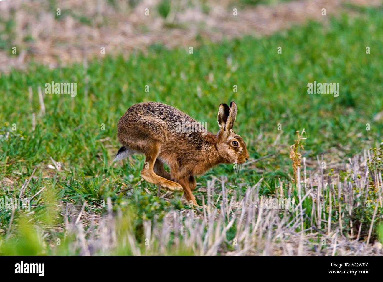 Brauner Hase Lepus Europaeus quer über Stoppeln Feld Therfield hertfordshire Stockfoto
